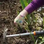 Dove buttare i resti delle potature giardini?