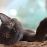 Principali malattie dei gatti